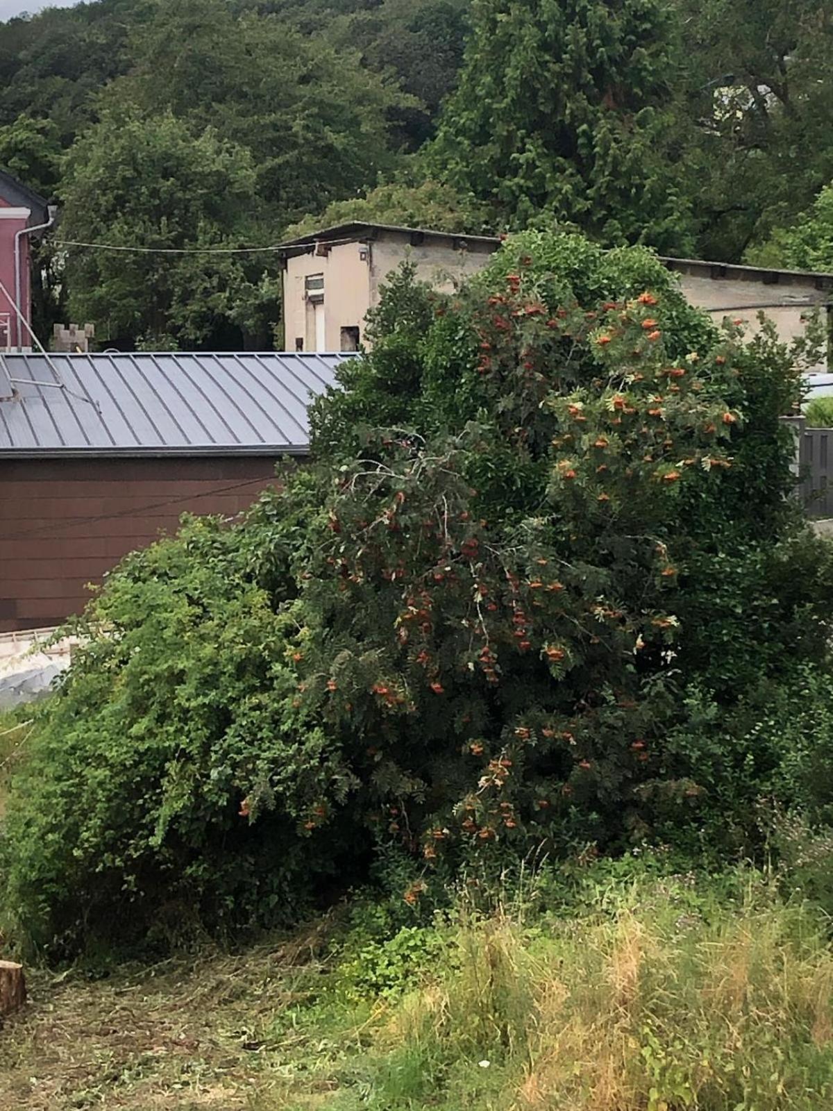 Neu Renovierte Wohnung In Alter Schule Hattgenstein Exterior foto