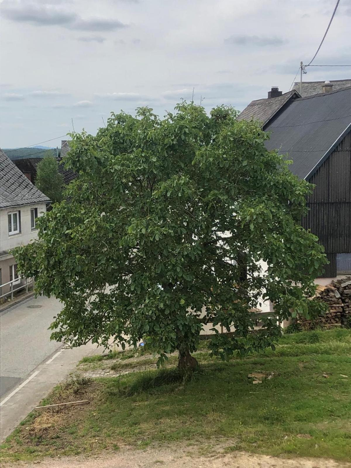 Neu Renovierte Wohnung In Alter Schule Hattgenstein Exterior foto